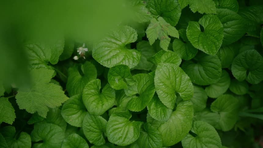 Light shines on the bright green leaves of plants on the ground