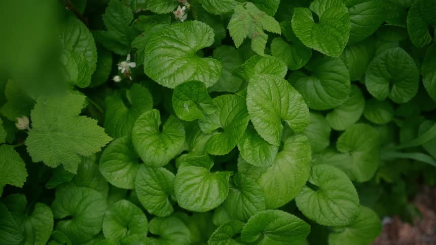 Small white flowers grow on large leaf plants