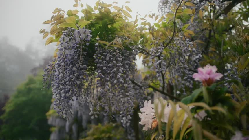 The plants are covered in mist