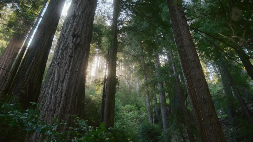 A view from below of sunshine shining through a forests trees