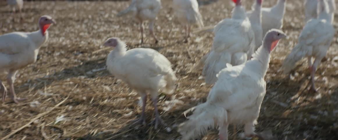 A group of chickens walk around