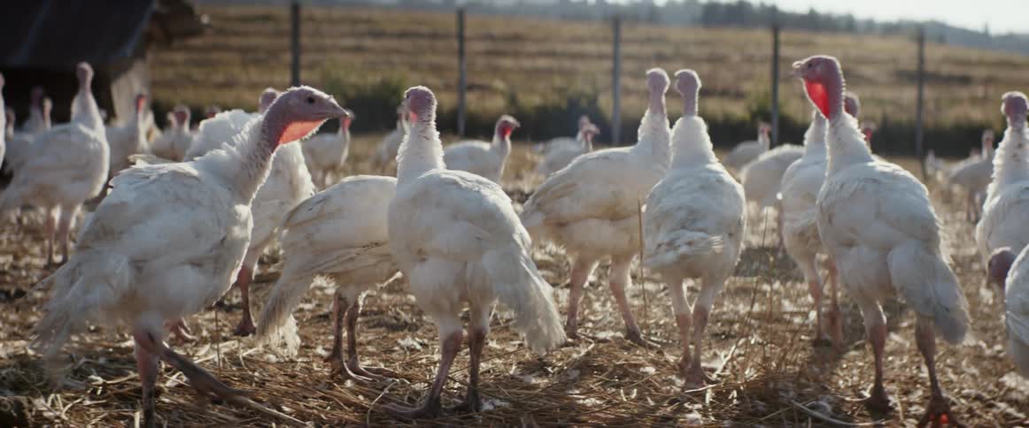 A group of turkey are on the farm