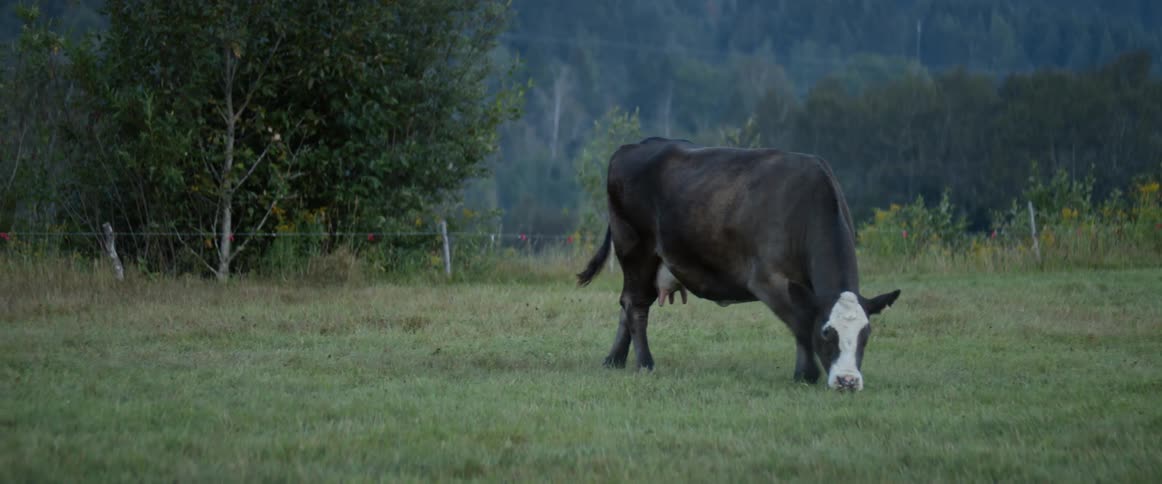Black cow grazes on green lawn in the meadow