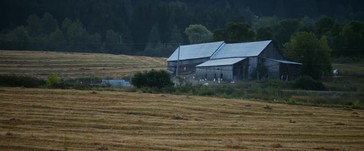 Exterior view of barn and livestock near the forest