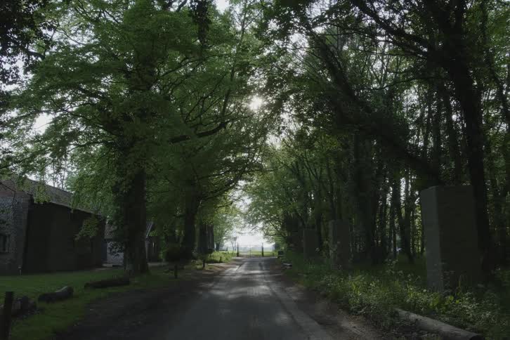 Large trees tower over a neighborhood street