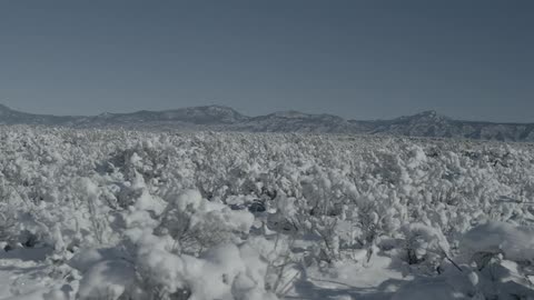Snow covering brush in a field at the foot of a mountain range