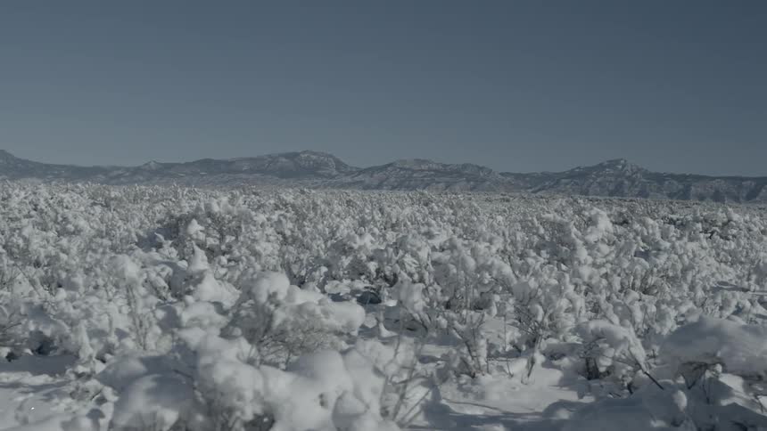 Snow covering brush in a field at the foot of a mountain range