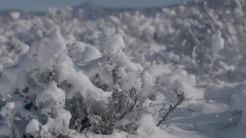 Snow covers shrubs in a field