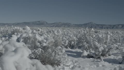 Miles of snow covered bushes