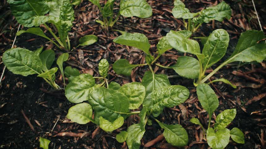 A plant blooming in a dirt floor covered with dead leaves