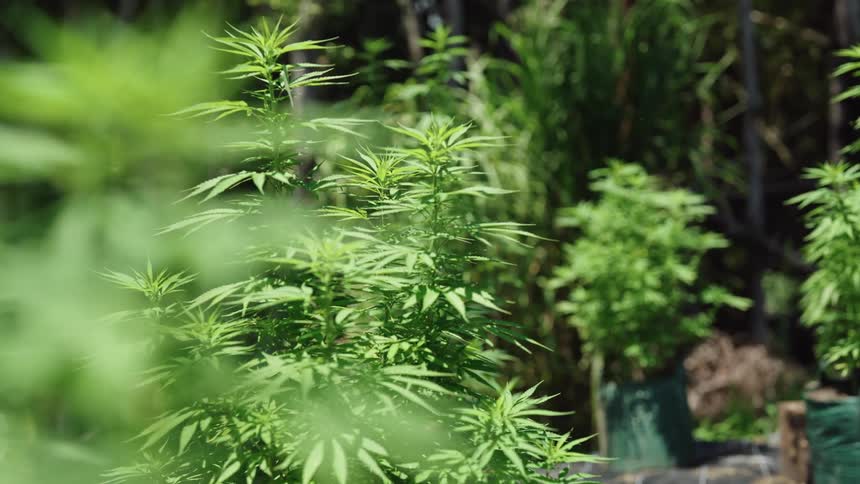 Landscape of a hemp field
