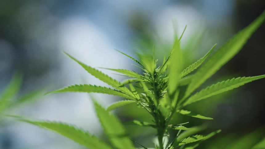 Marijuana plants grow outdoors