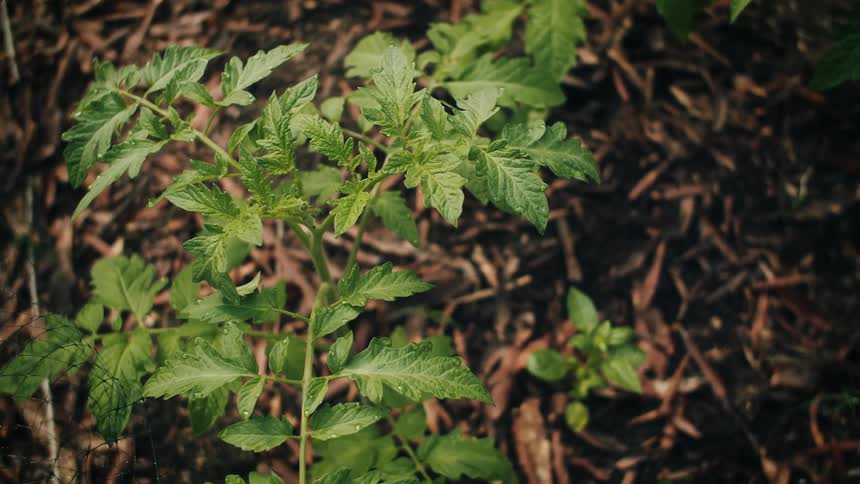 A plant growing in a dirt floor covered in dead leaves