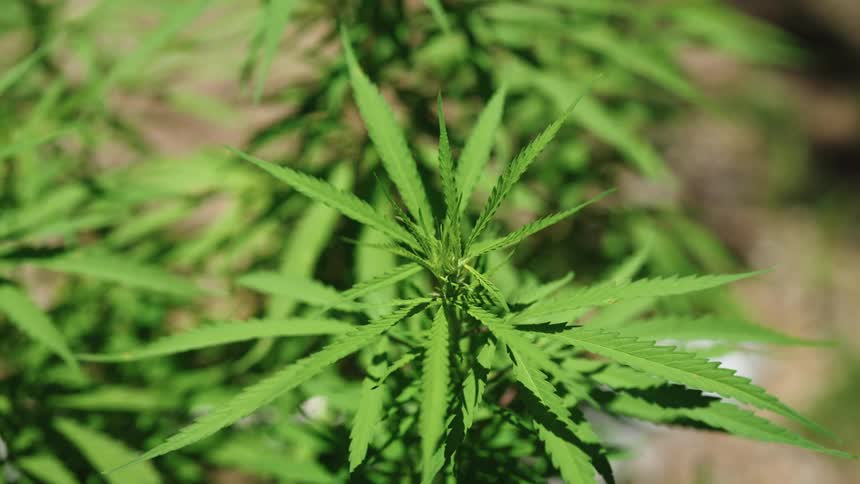 Leafy plants grow in rows outdoors