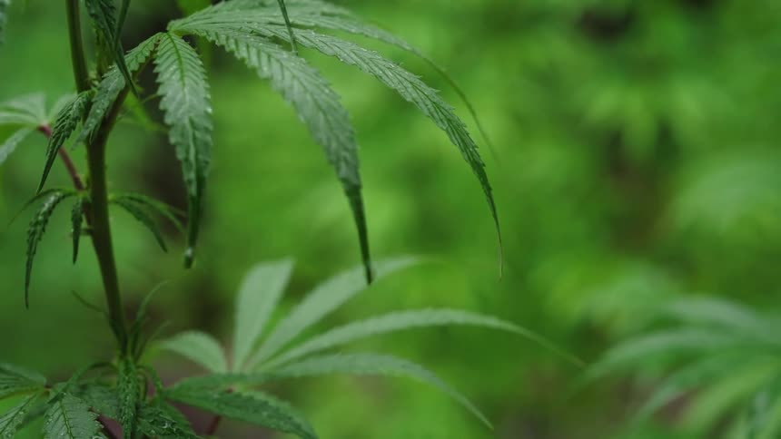 A plant leaf moving with a light breeze
