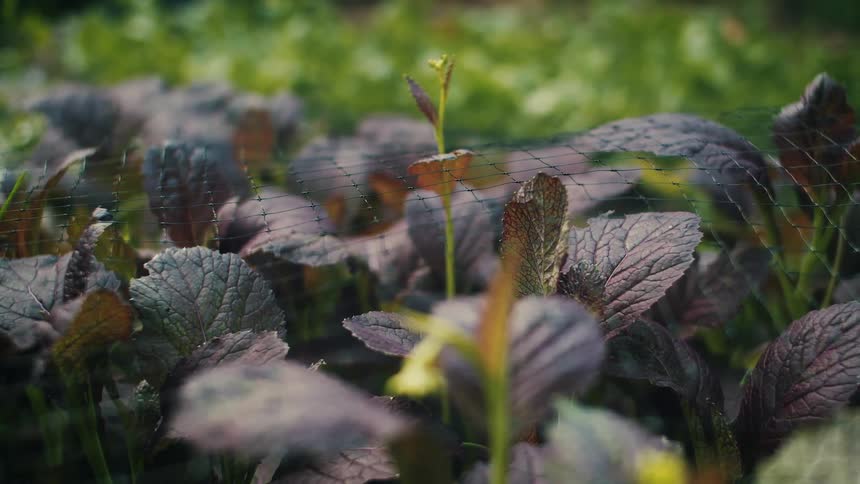 Close up of leaf mustard plants