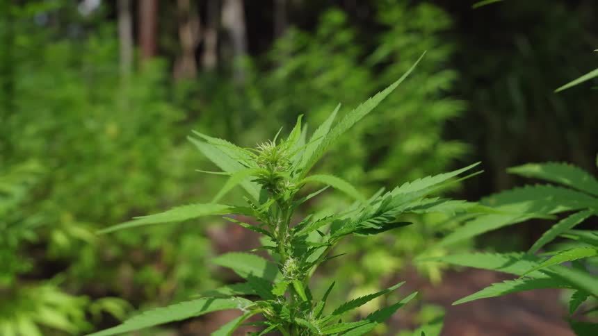 A plant growing among other similar plants