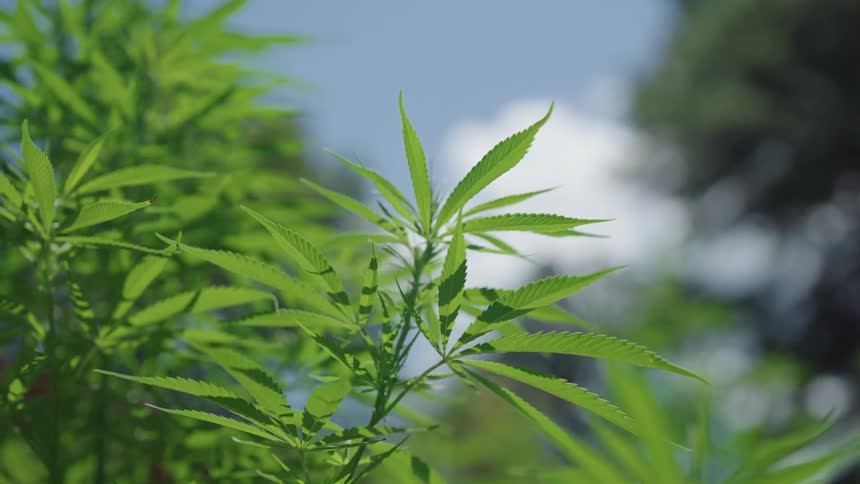 Close up of hemp leaves waving in the wind