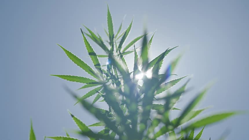 Close up of cannabis waving against the shining sun