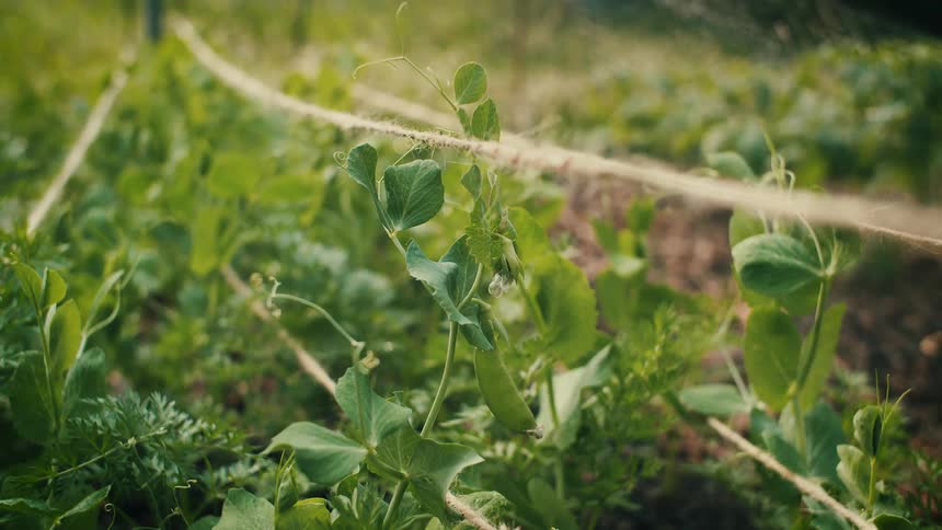 Close up of green plants and string in the garden