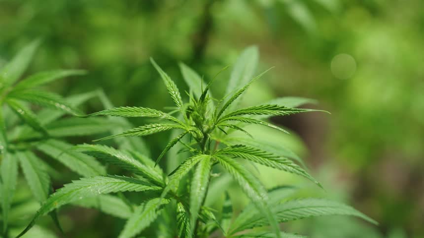 Close up of cannabis waving in wind
