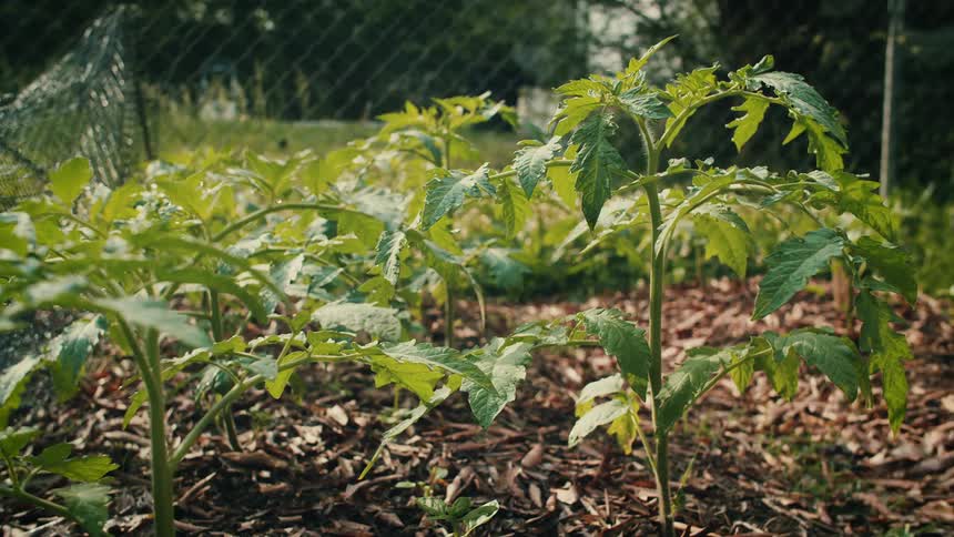 Plants growing in a floor covered with dead leaves in front of a metal fence