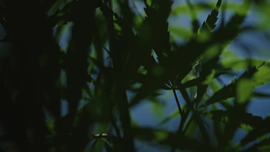 Green serrated leaves of marijuana plant contrast with blue sky on sunny day