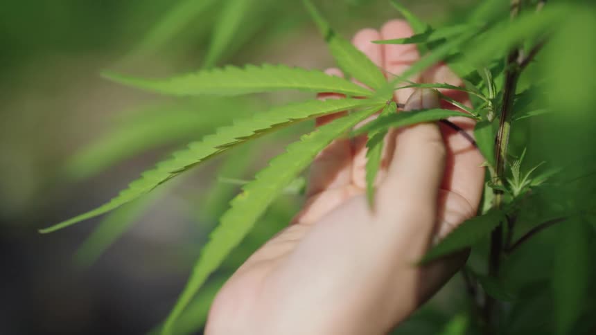 Sunlight shines brightly upon a marijuana plant as a hand reaches out to hold the leaves