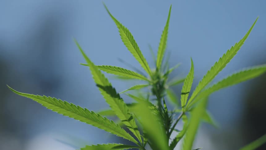 The sun shines upon a marijuana plant as the leaves move in the breeze