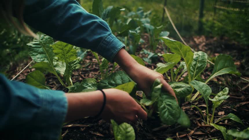 A woman cutting off plants from the ground full of dead leaves