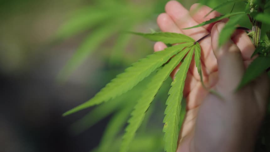 Hand holding cannabis indica