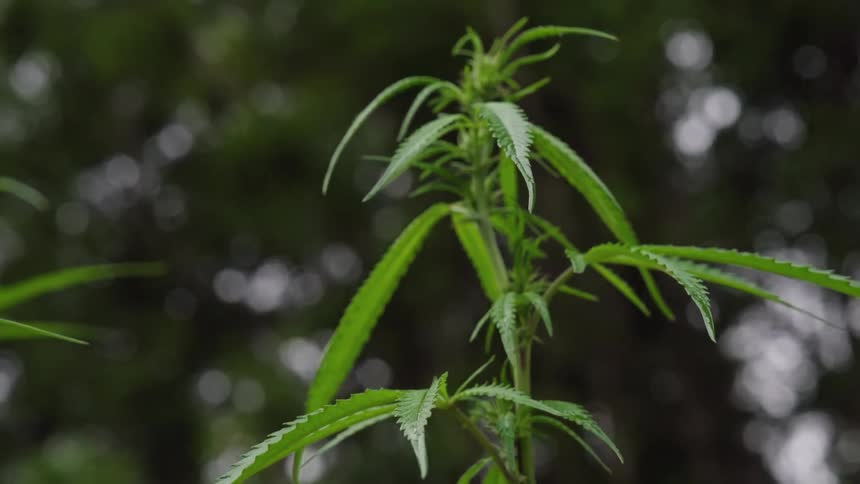 Close up of cannabis waving in the wind while raining