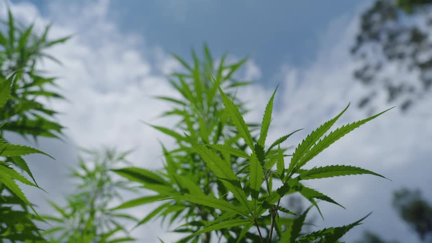 Cannabis plants grow outdoors