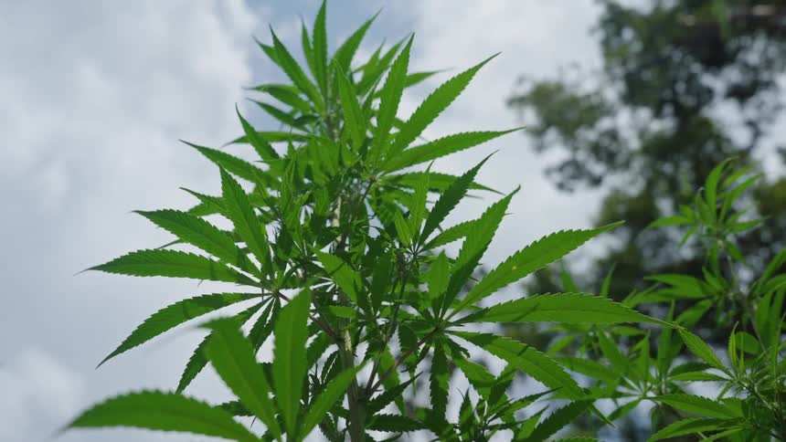 A large cannabis plant