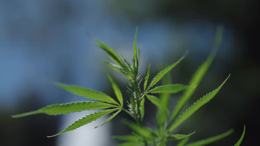 Close up of hemp waving gently in the wind