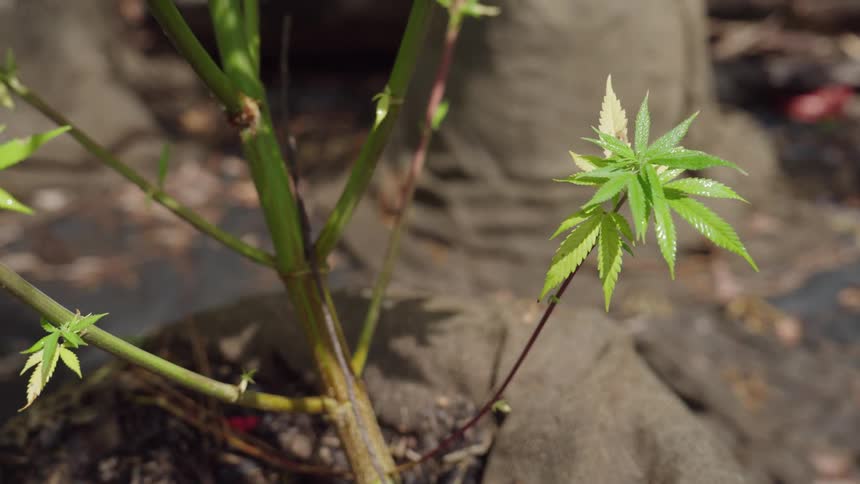 Cannabis plants grow in fabric pots
