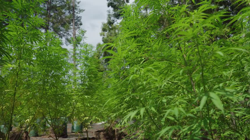 Plants and trees grow in a canyon