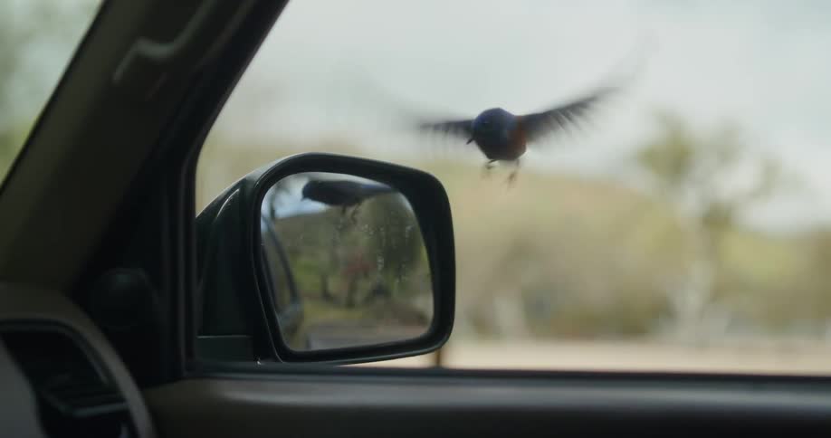 A bird on a cars side mirror notices its reflection and tries to fight it