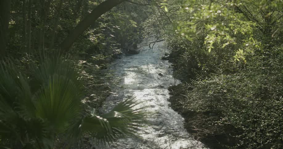 Water flows through woods on sunny day