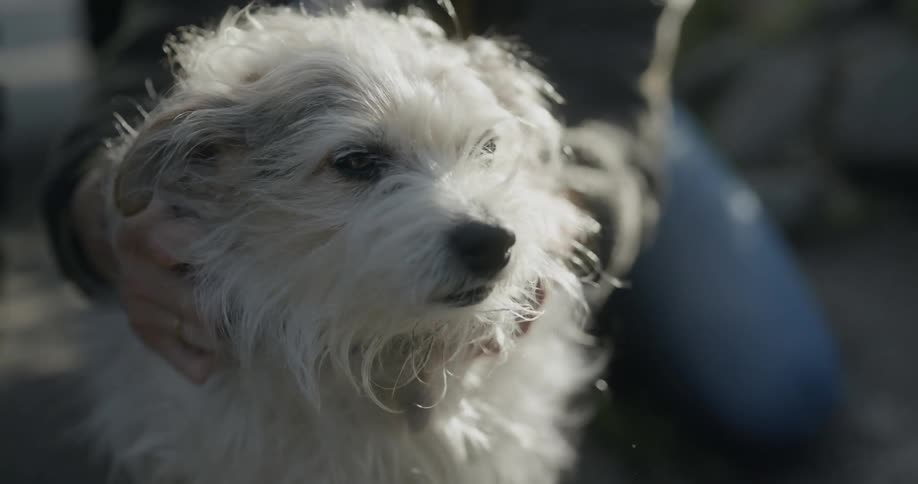 A man pets his small dog on the head while outside