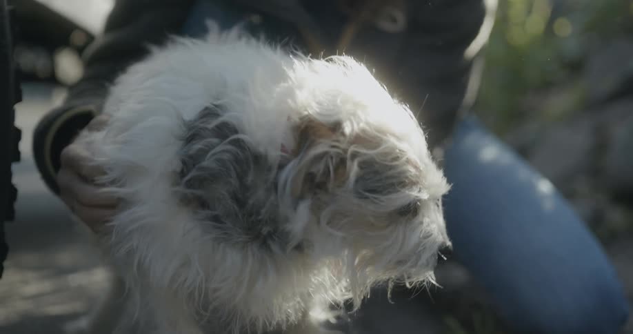 A dog rubs itself on its kneeling owners hands and legs asking to be petted