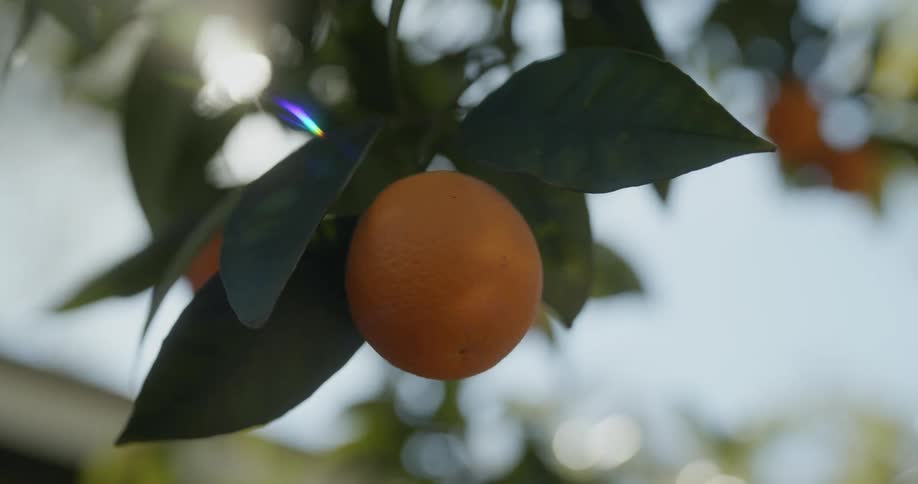 Lemons are hanging from the branches of a lemon tree
