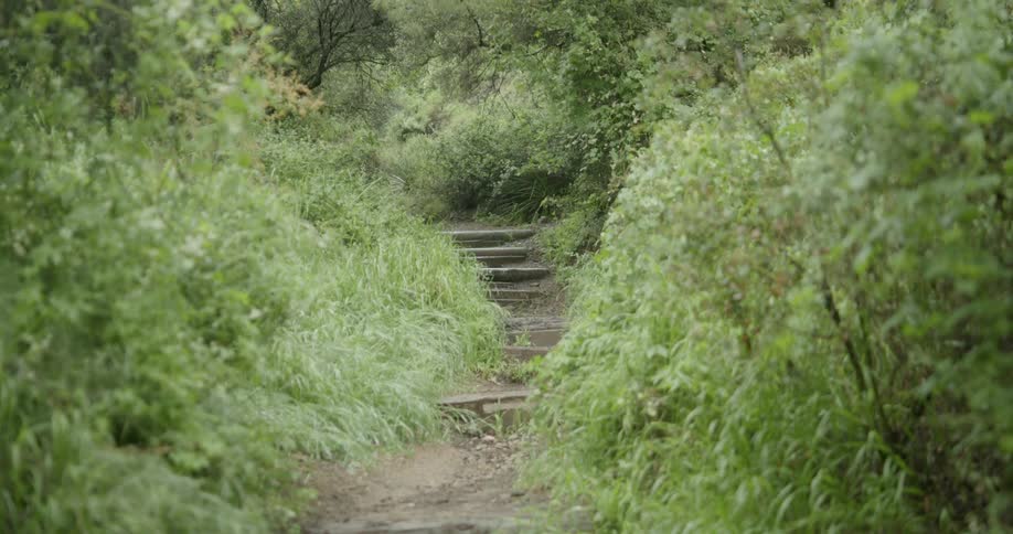 A pathway during the spring time is displayed
