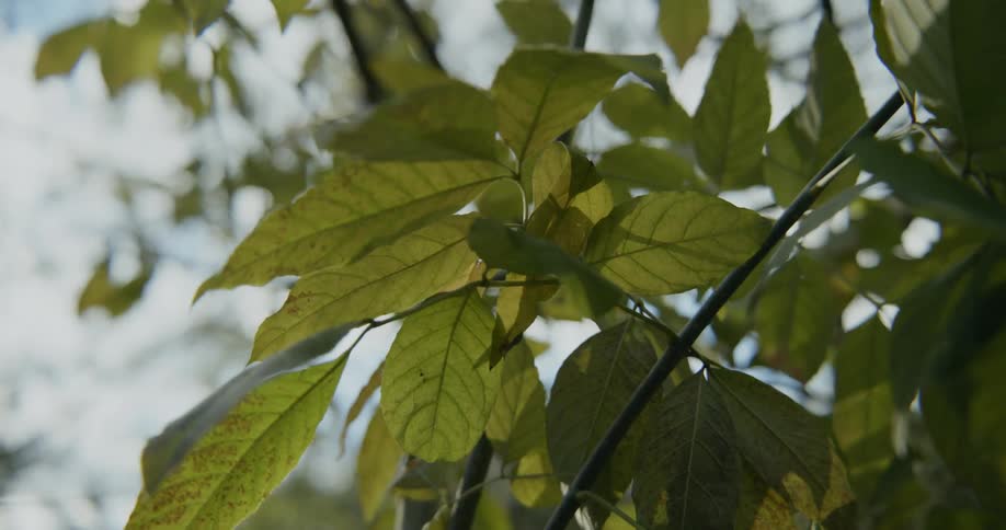 Wind blows through leaves on a tree