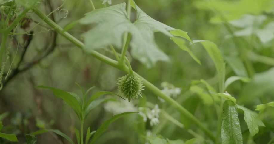 The sun shines on green plants with bristles and barbs