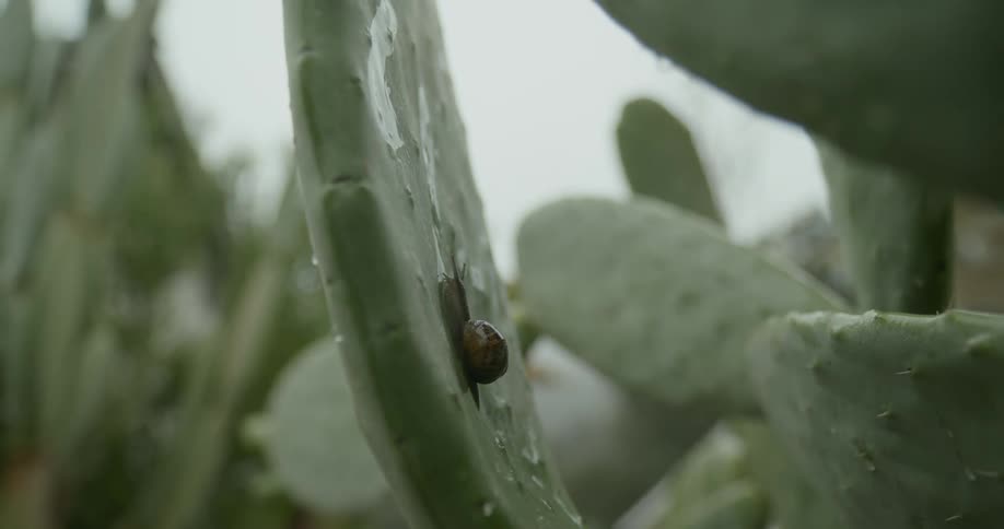 A snail climbing up a cactus
