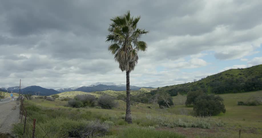 Wind blows through a tall tree along a rural road