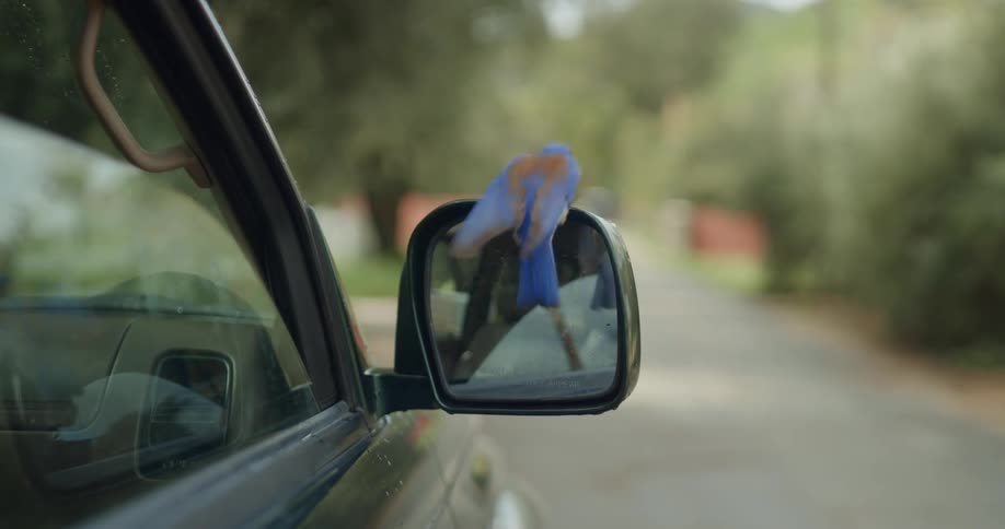 A bird lands on the side mirror of a car parked on the street