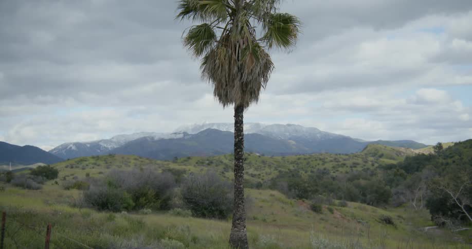 A palm tree sits in rolling hills near a mountain range
