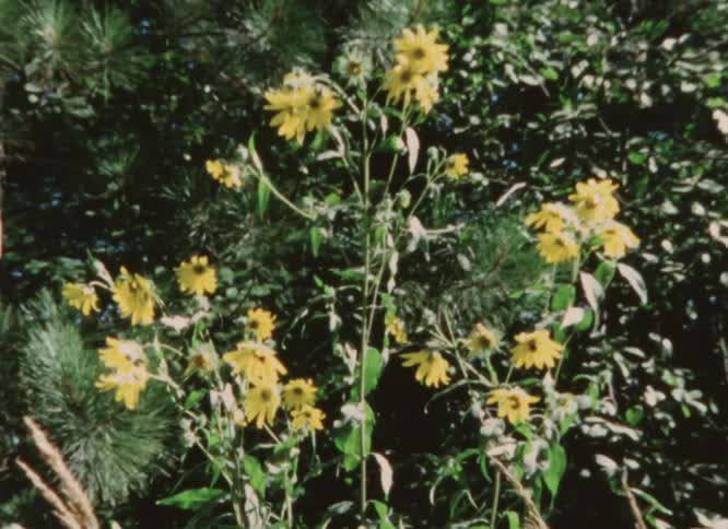 Shaky close up of yellow wildflowers growing in the countryside caught on vintage film